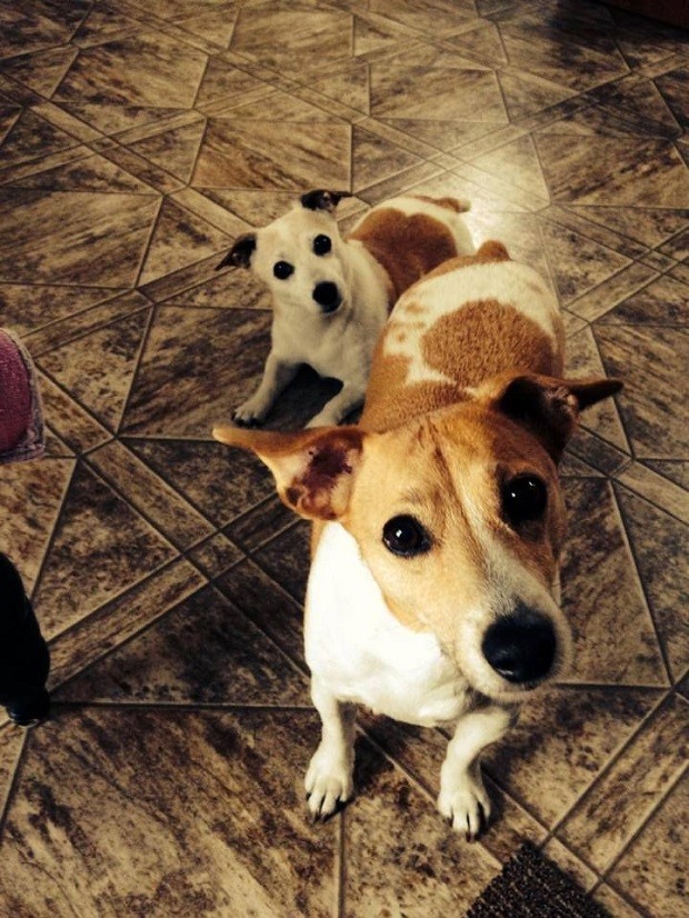 cute jack russells begging