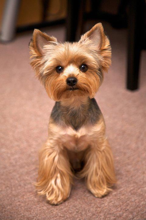 12 Realities New Yorkie Owners Must Accept