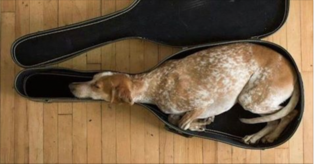 15 photos that prove dogs can fall asleep just about anywhere