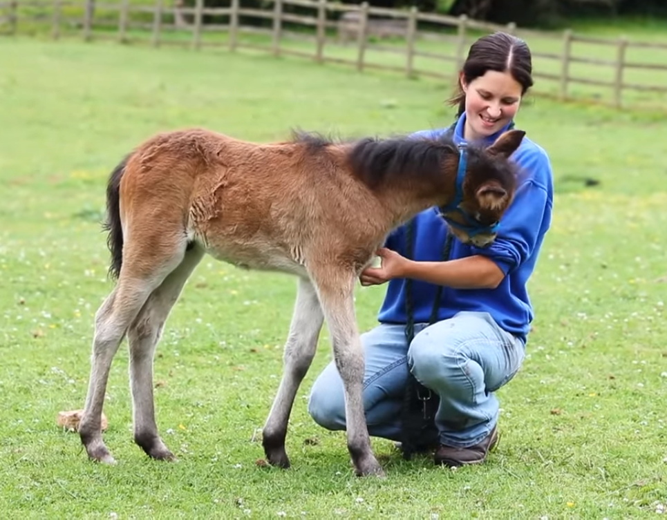 pony teddy bear