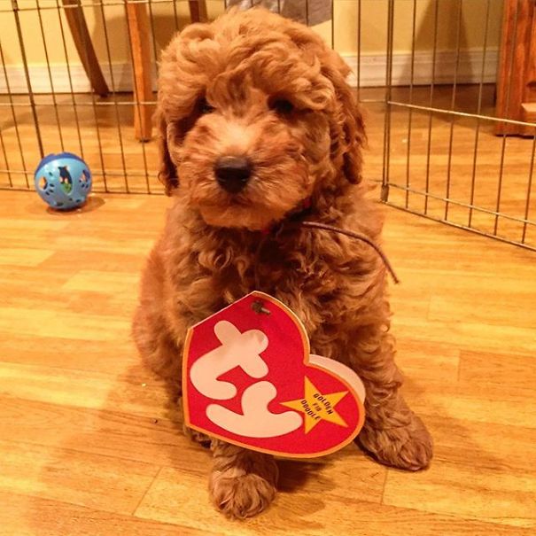 mini dogs that look like teddy bears