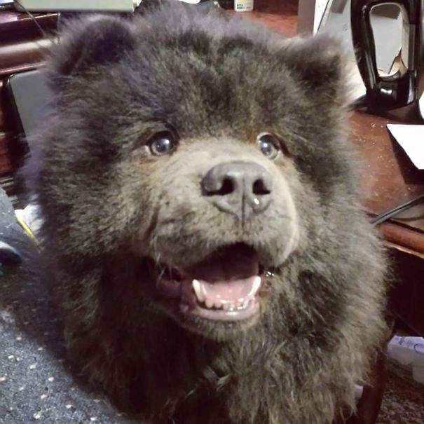 dog with a teddy bear face