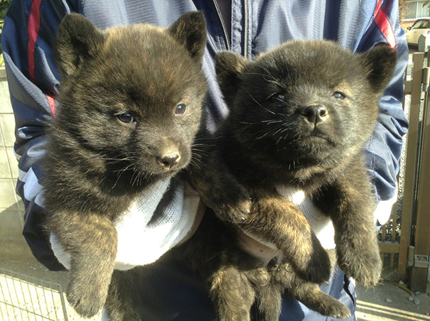 dogs that look like teddy bears and stay small