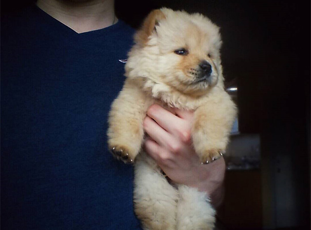 big dogs that look like teddy bears