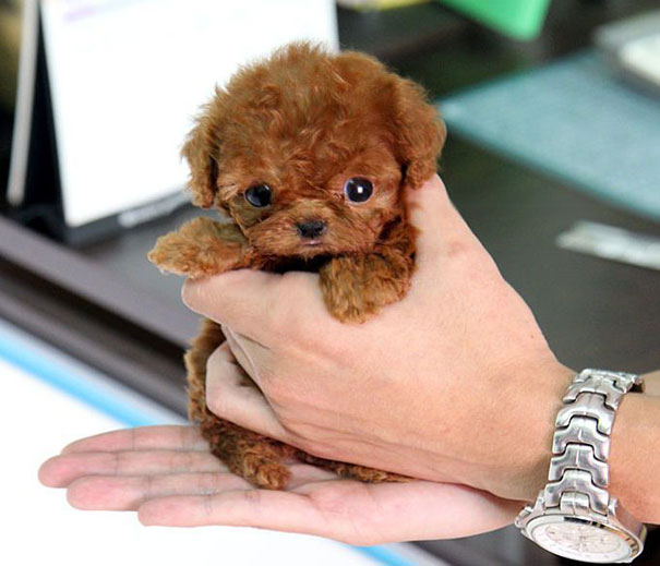 dog that looks like a small teddy bear