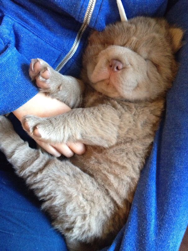 cats that look like teddy bears