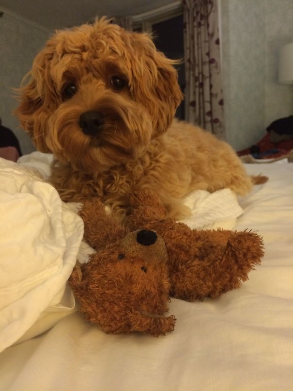 dogs that are like teddy bears