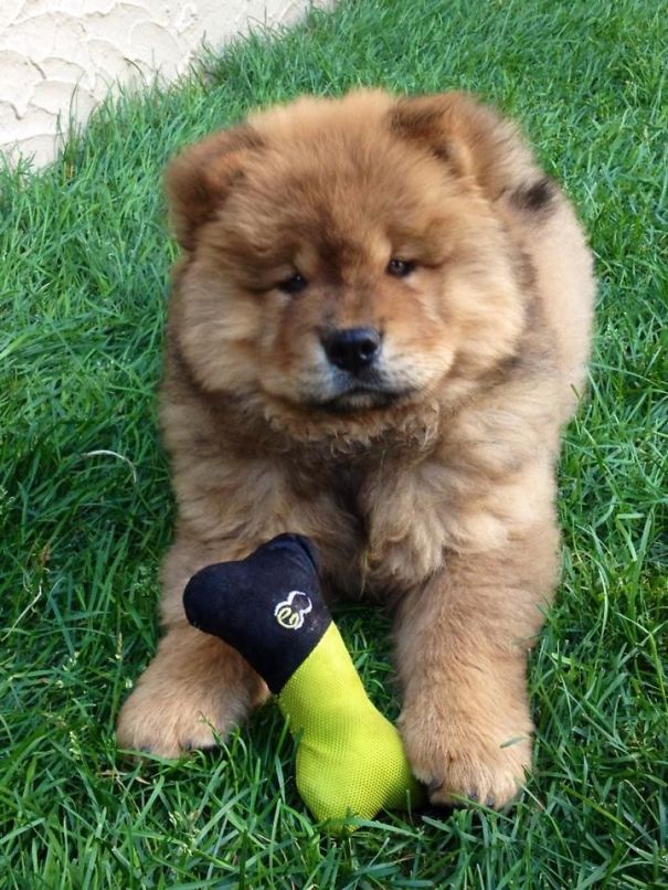 teddy bear dog chow