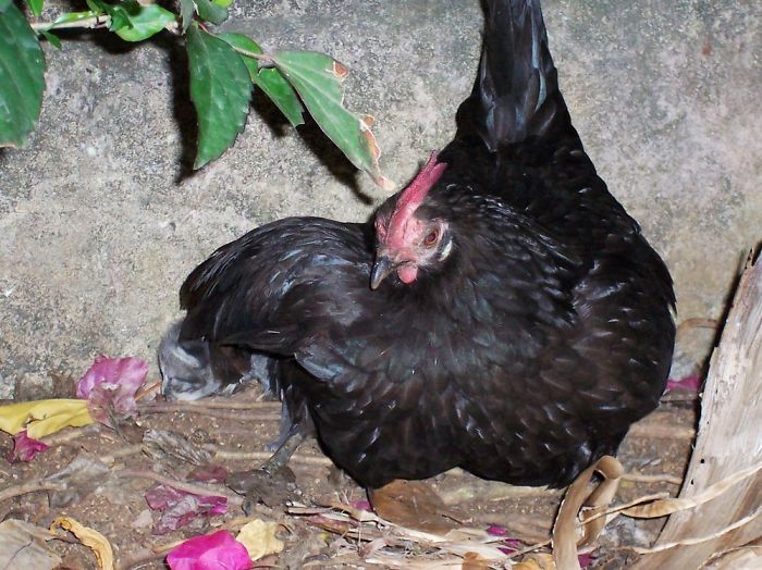 This Small Cat Lost Her Mother And The Hen Adopted Him