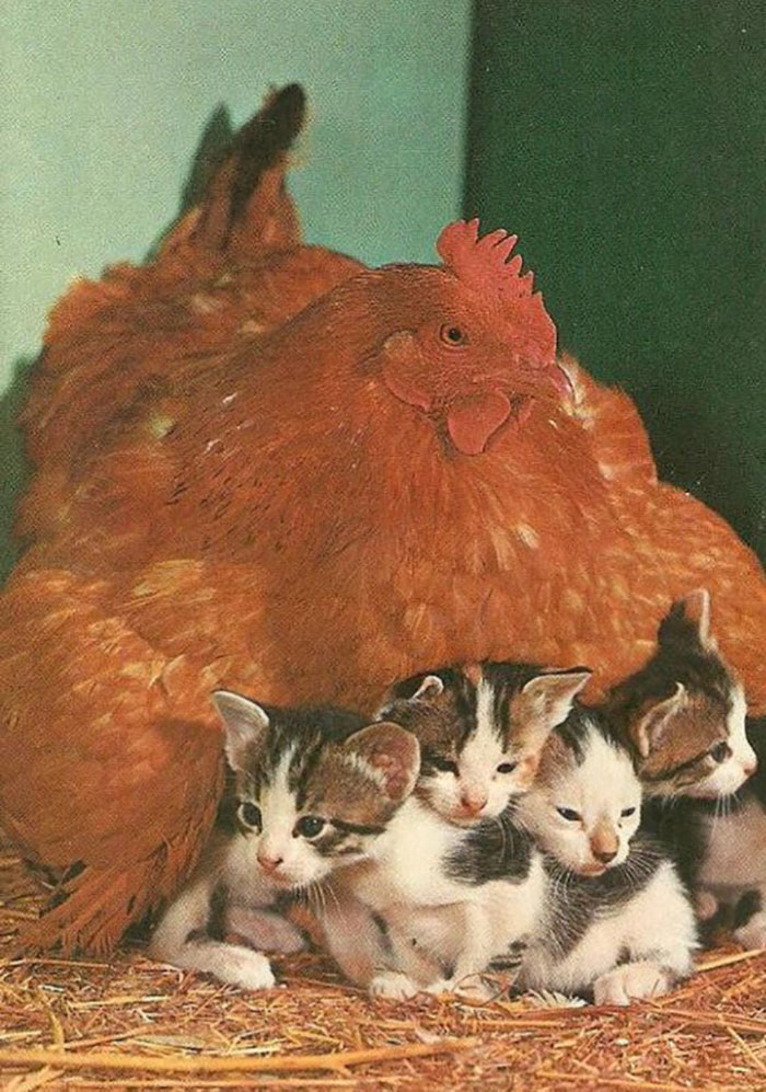 Hen Adopts 4 Kittens