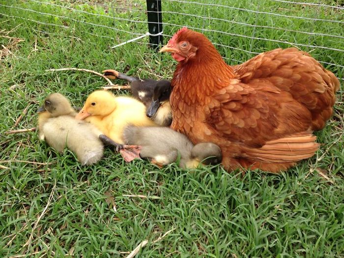 Momma Hen And Her Ducklings