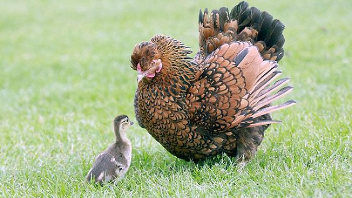 Chicken Adopted An Orphaned Duckling