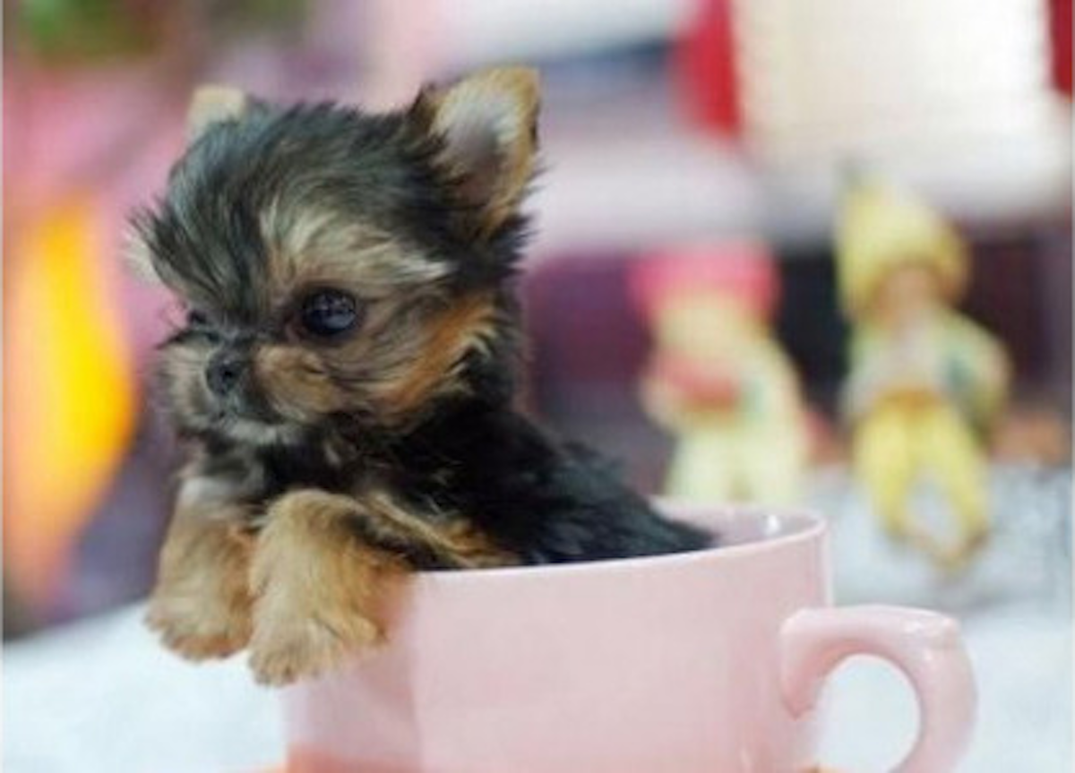 World Smallest Dog In The World