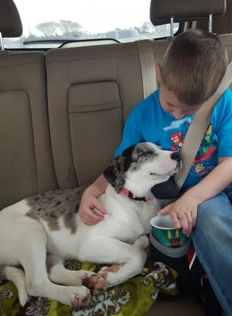 10+ Heartwarming Reactions When Rescue Dogs Met Their Humans For The ...