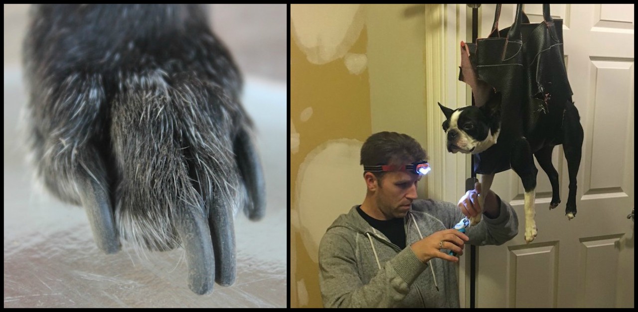 dog grooming and nail clipping