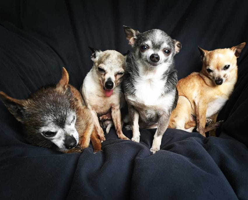 4 Senior Chihuahuas Are Given The Retirement They Deserve When Theyre Suddenly Adopted 2792