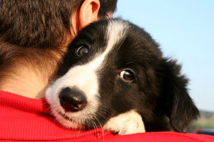 17 Things All Border Collie Owners Must 