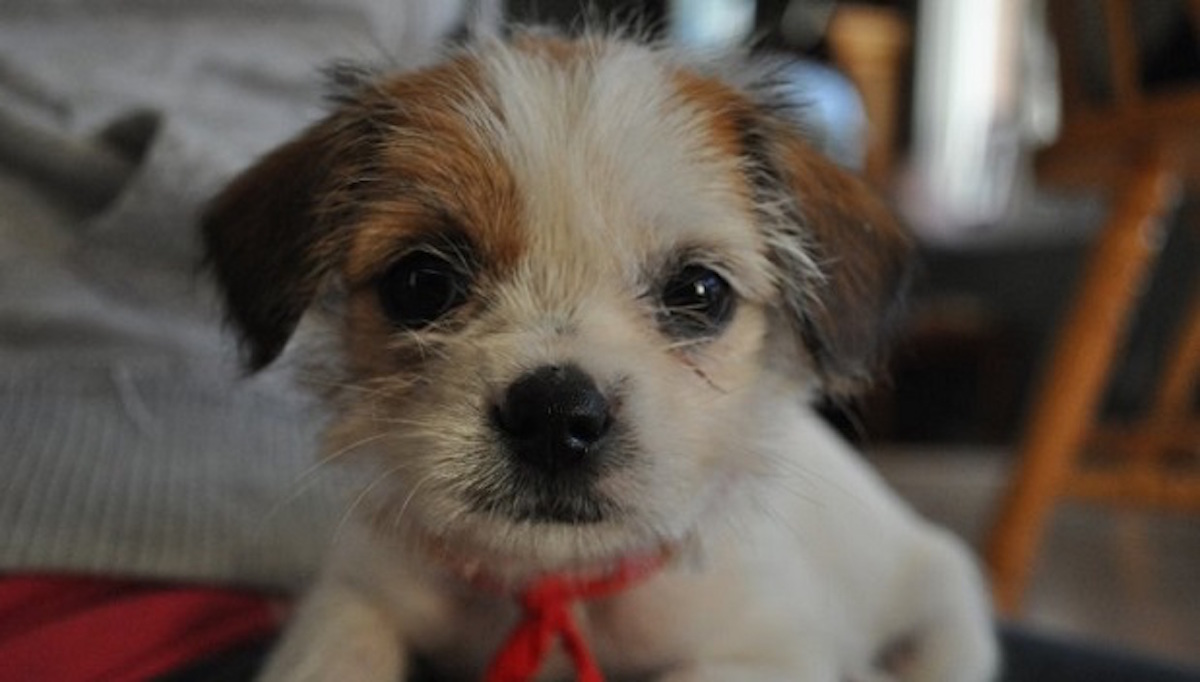 jack russell x shih tzu for sale