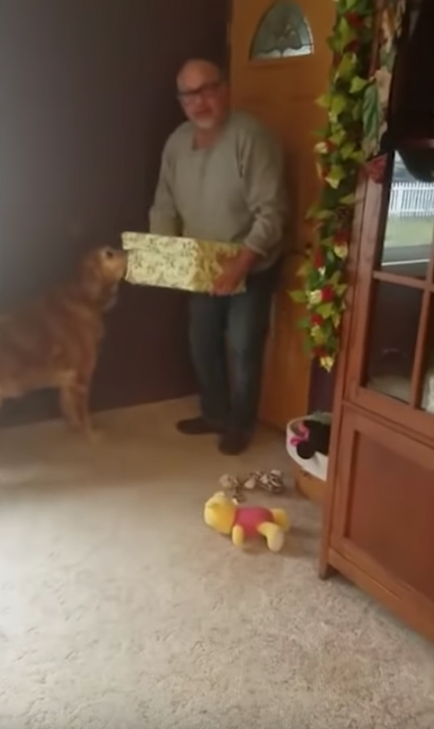 Grieving 12-Yr-Old Dog Gets Fluffy Present And Has The Most Precious Reaction