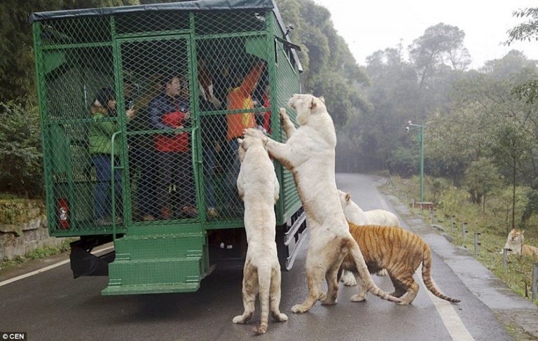 this-zoo-in-china-puts-visitors-in-cages-and-lets-animals-roam-free