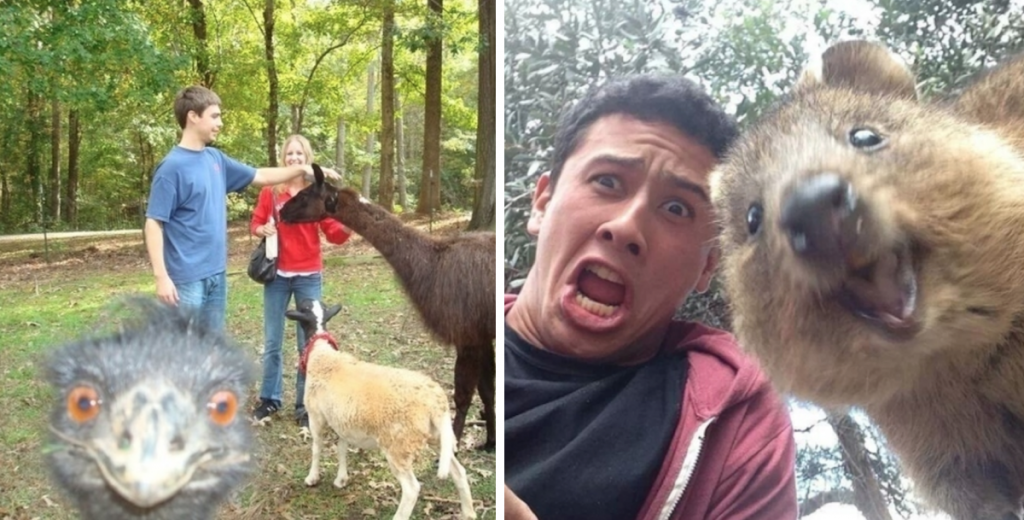 19-animal-photobombs-that-are-so-funny-you-d-swear-they-were-done-on