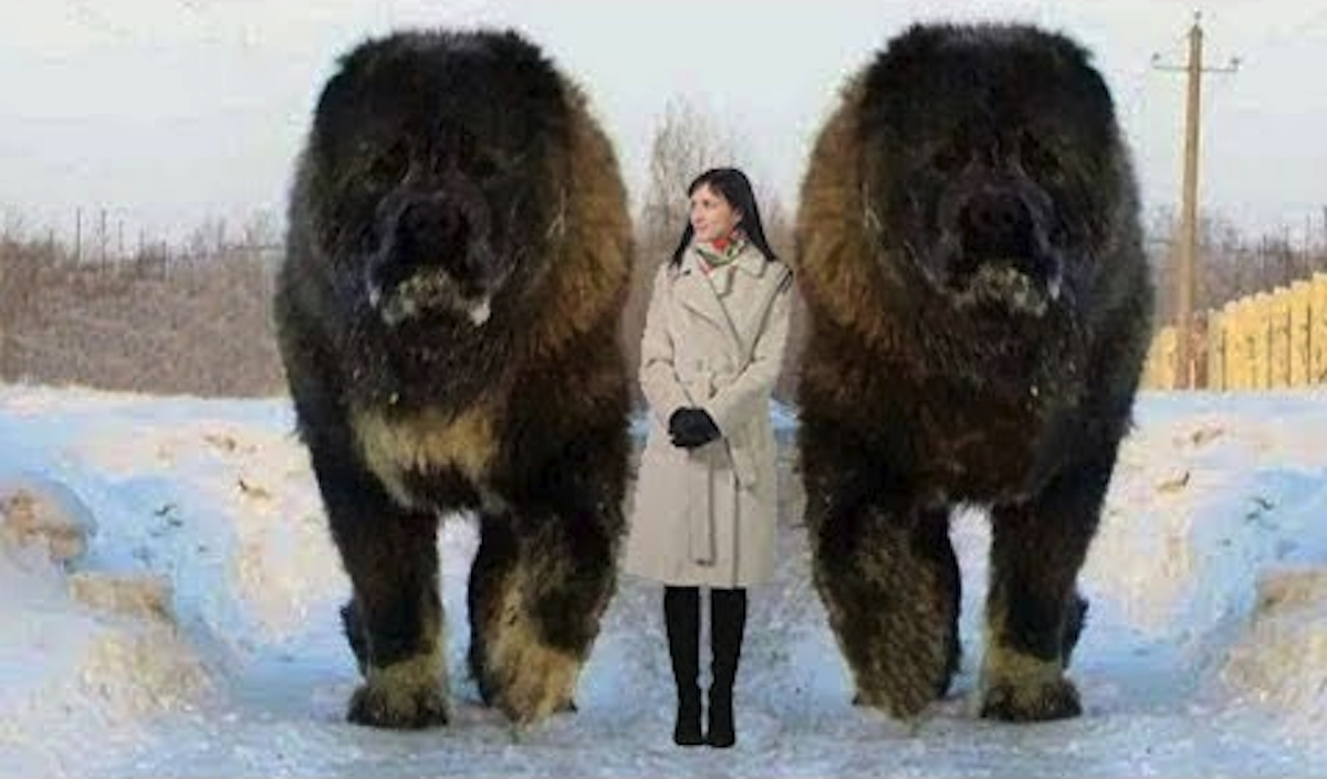 biggest mastiff