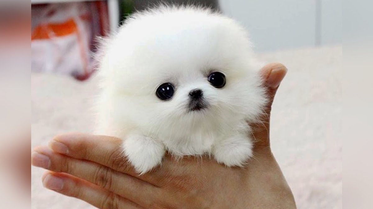 The SMALLEST DOG BREEDS in the World