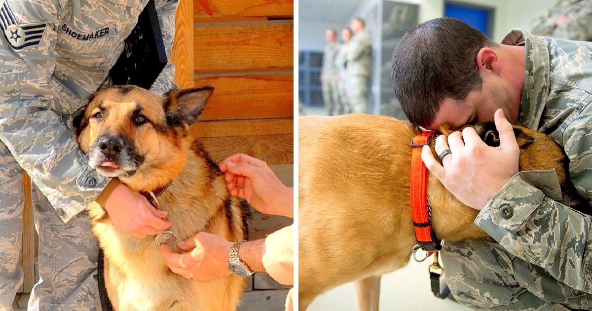 air force dog adoption