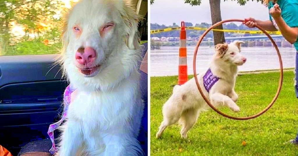 Blind & Deaf Dog Performs Tricks, Shows Us How To Live Life Despite