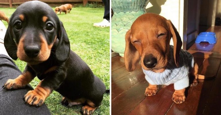 10-adorable-sausage-dog-pics-to-put-a-smile-on-your-face