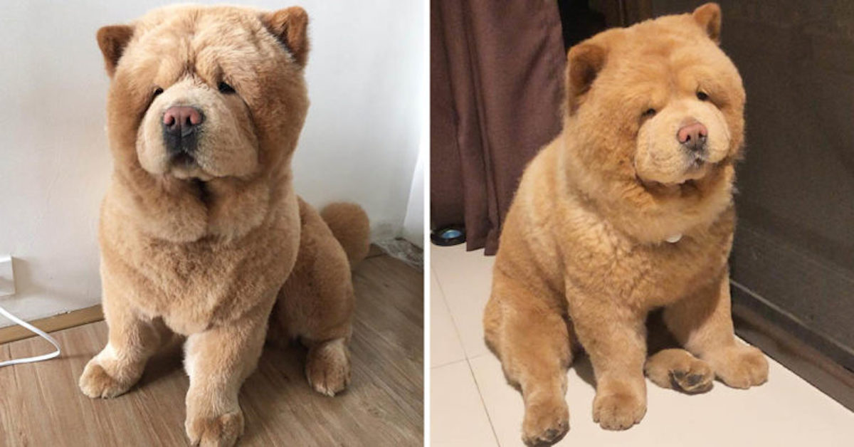 chow chow cuddly toy