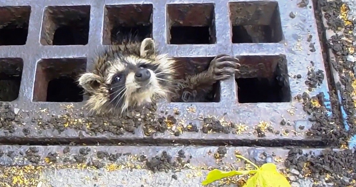Raccoon Gets Head Stuck In Sewer Grate Officers Panic As Heavy Rains Pour In