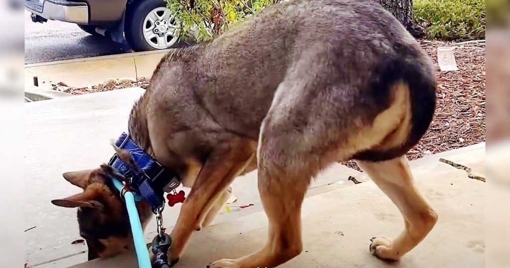 Slaughterhouse Dog Always Tucked His Tail Between His Legs & Shivered