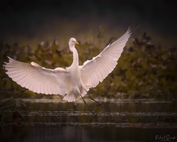 Wildlife Photographer Captures Once In A Lifetime Moment Of Bird