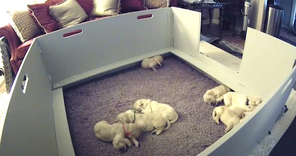 Puppy Wakes Up And Can’t Find Mama, But She Comes Over To Make It All ...